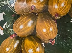 Agriș Urias de Pallag