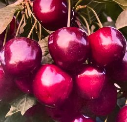 Cireș inima de porumbei