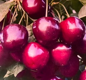 Cireș inima de porumbei