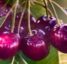 Cireș rosii de bistrita