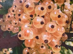 Coacăz Alb – Blanca