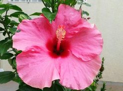 Hibiscus