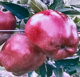 Măr – Bot de iepure