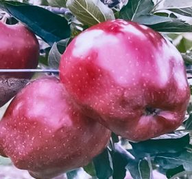 Măr – Bot de iepure