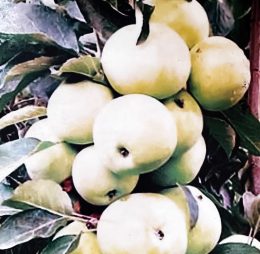 Măr Columnar „Medoc” – soi de vara