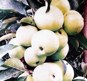 Măr Columnar „Medoc” – soi de vara