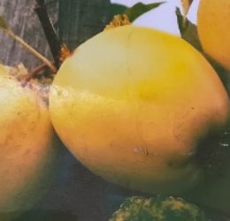 Măr – Golden auriu