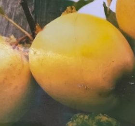 Măr – Golden auriu