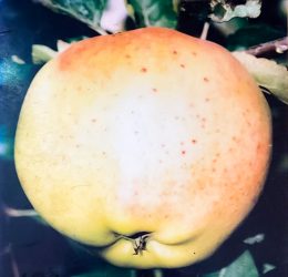 Măr – Parmen auriu – soi de toamna