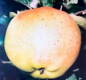 Măr – Parmen auriu – soi de toamna