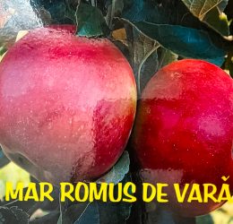 Măr – Romus de vara