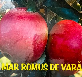 Măr – Romus de vara