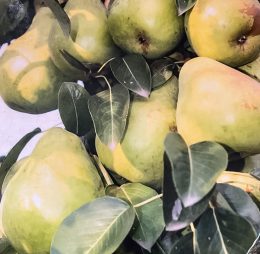 Păr Columnar „P33” – soi de vara