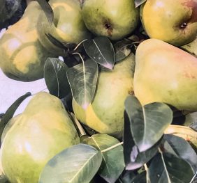 Păr Columnar „P33” – soi de vara