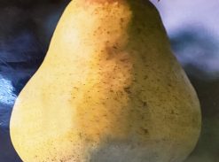 Păr – Diuses – soi de vara