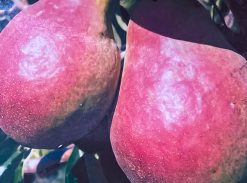 Păr – Famorita lui Klapp