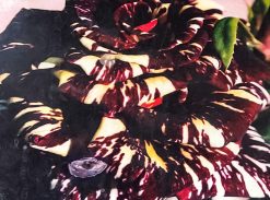 Trandafir – Abra Kadabra