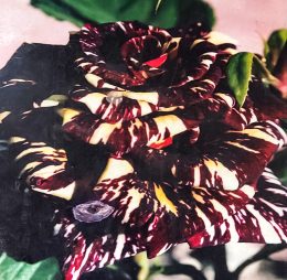 Trandafir – Abra Kadabra