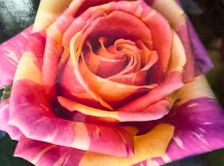 Trandafir – Fiesta