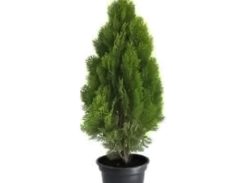 Thuia Occidentalis