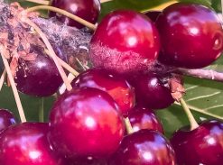 Vișin mare – soi timpuriu