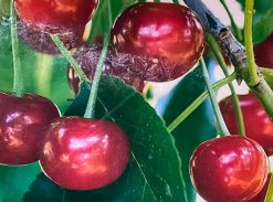 Vișin – Nana – soi timpuriu