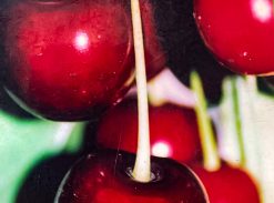 Vișin – Tarzii – soi tarziu