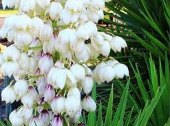 Yucca Filamentosa