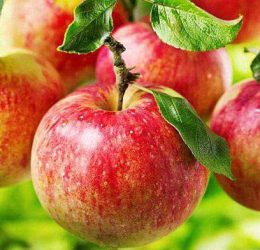 Măr – Delicios de Voinesti