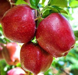 Măr – Prima – soi de vara-toamna