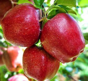 Măr – Prima – soi de vara-toamna