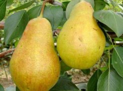 Păr – Cure – soi de toamna