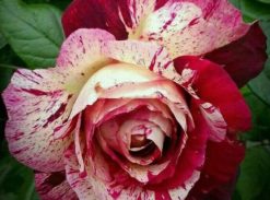 Trandafir – Purple Tiger