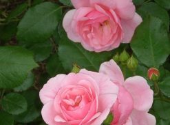 Trandafir – Barkarolle