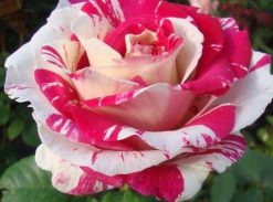 Trandafir – Fantezie