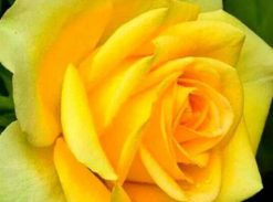 Trandafir – Canary