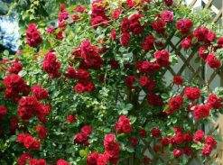 Trandafir catarator Debiut