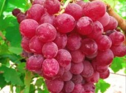 Vita de vie – Tereza