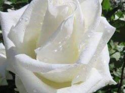 Trandafir – Achita